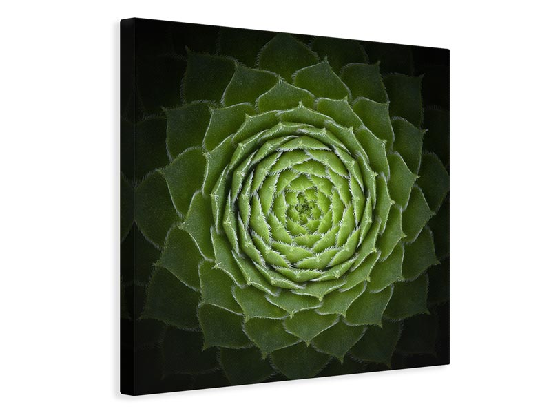 canvas-print-succulent-x