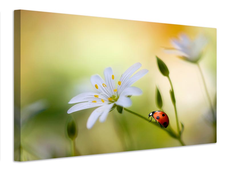 canvas-print-summer-beauties-x