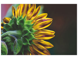 canvas-print-sunflower-close-up