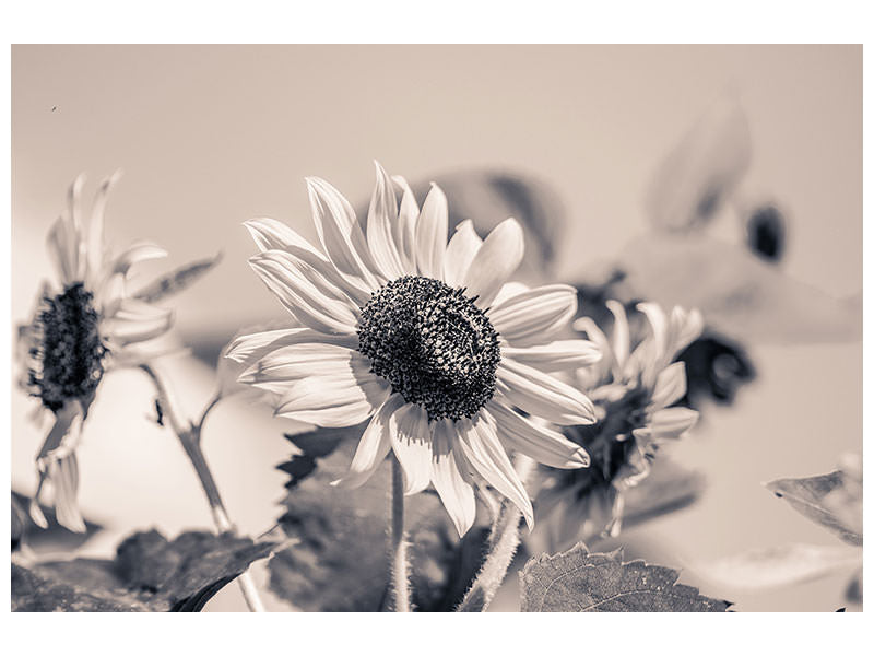 canvas-print-sunflowers-sw