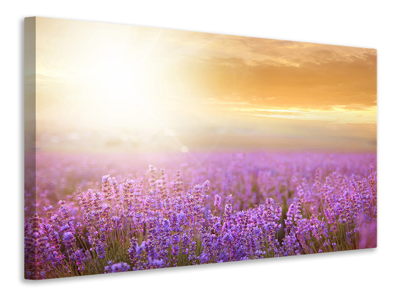 canvas-print-sunset-in-lavender-field