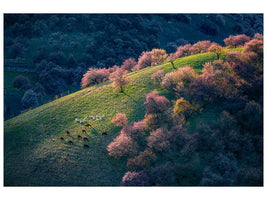 canvas-print-sunset-in-the-primitive-wild-apricot-forest-x