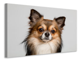 canvas-print-sweet-chihuahua