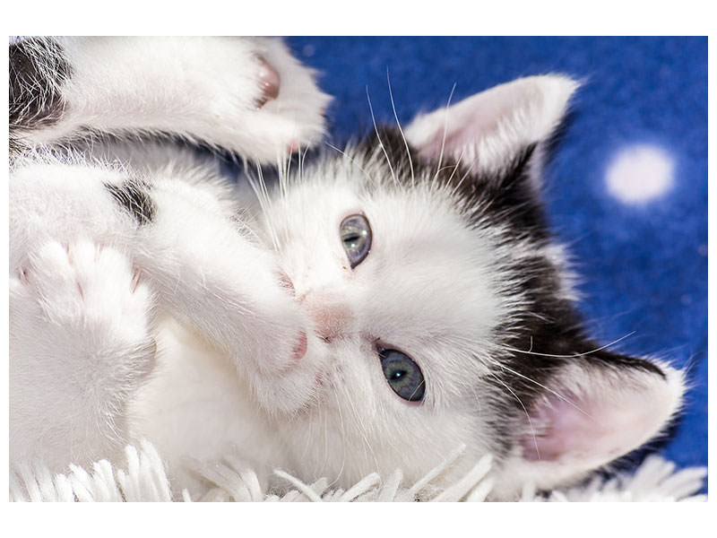 canvas-print-sweet-kitten