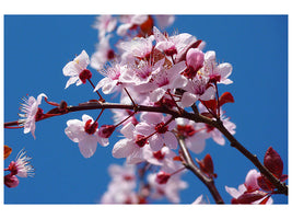 canvas-print-the-almond-blossom