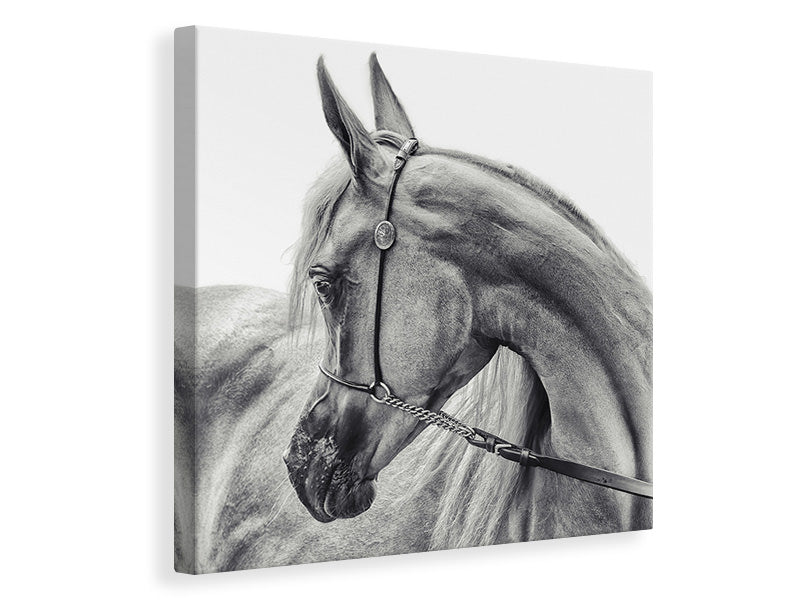 canvas-print-the-arabian-horse