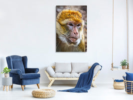 canvas-print-the-barbary-macaque