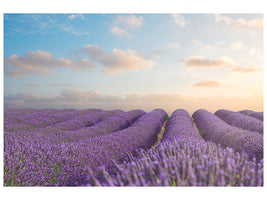 canvas-print-the-blooming-lavender-field