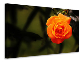 canvas-print-the-blossom-of-the-rose