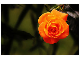 canvas-print-the-blossom-of-the-rose