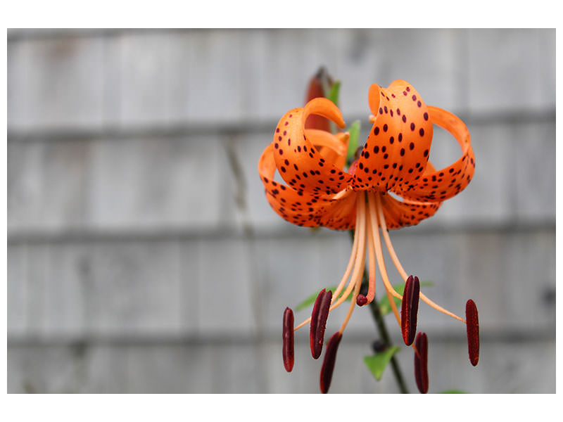 canvas-print-the-blossom-of-the-tiger-lily