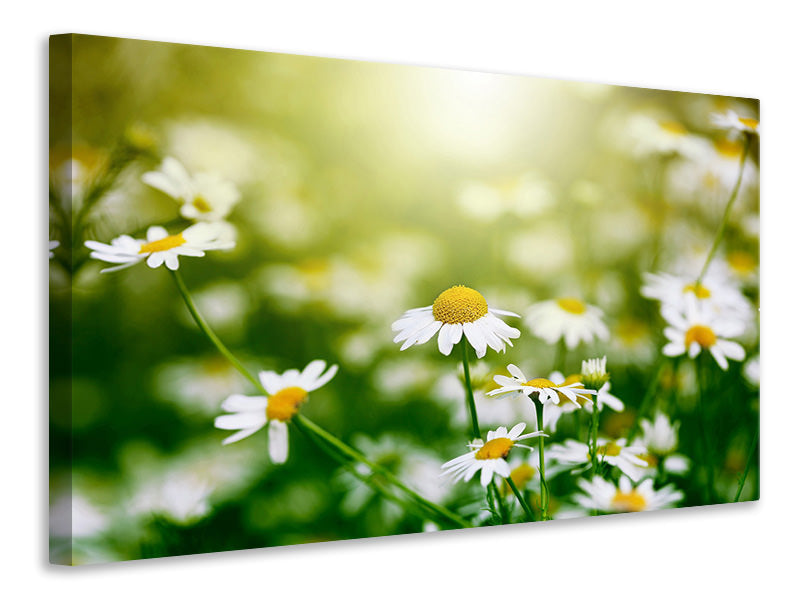 canvas-print-the-daisy