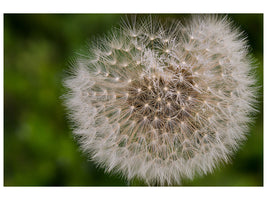 canvas-print-the-dandelion-in-nature