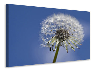 canvas-print-the-dandelion-in-xxl