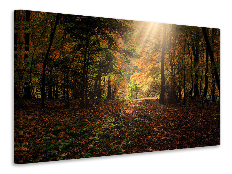 canvas-print-the-deciduous-forest