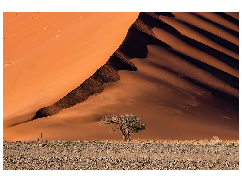 canvas-print-the-dune-and-the-tree-x