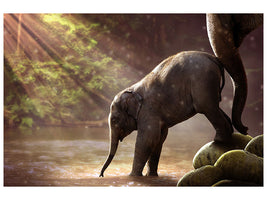 canvas-print-the-elephant-baby