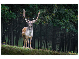 canvas-print-the-fallow-deer-ii