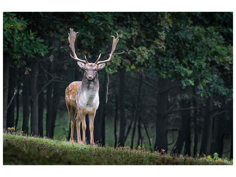 canvas-print-the-fallow-deer-ii