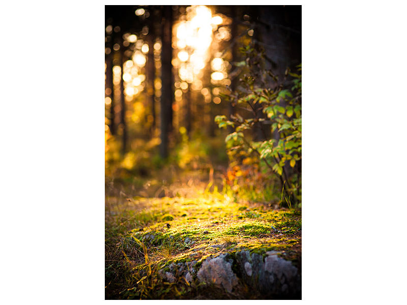 canvas-print-the-forest-in-the-background