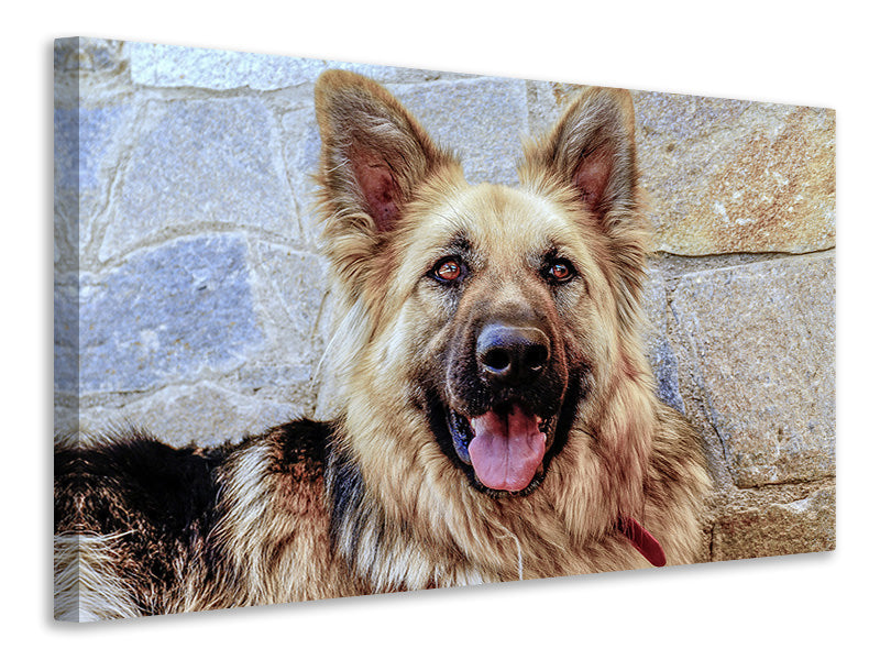 canvas-print-the-german-shepherd