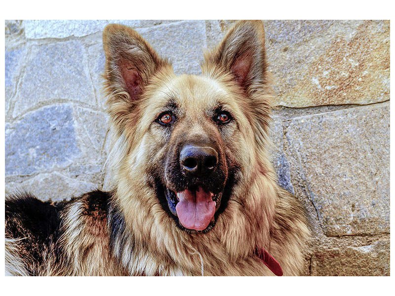 canvas-print-the-german-shepherd