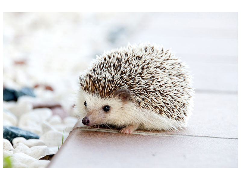 canvas-print-the-hedgehog-baby