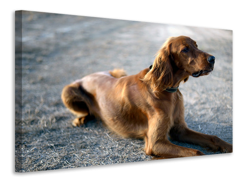 canvas-print-the-irish-setter