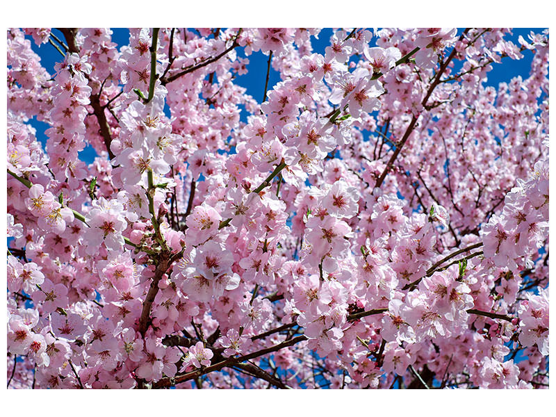 canvas-print-the-japanese-cherry