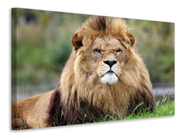 canvas-print-the-king-of-animals