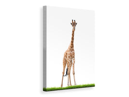 canvas-print-the-long-giraffe