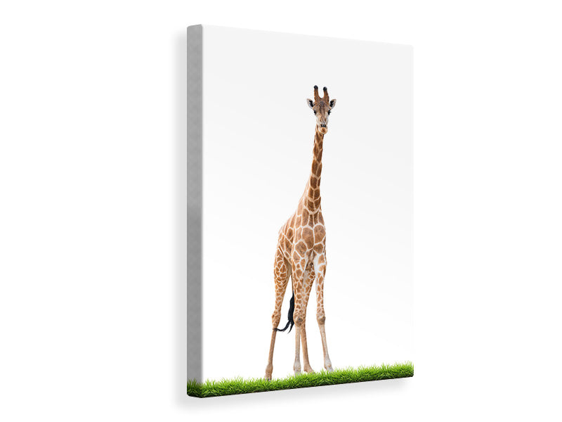 canvas-print-the-long-giraffe