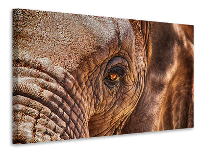 canvas-print-the-look-of-the-elephant