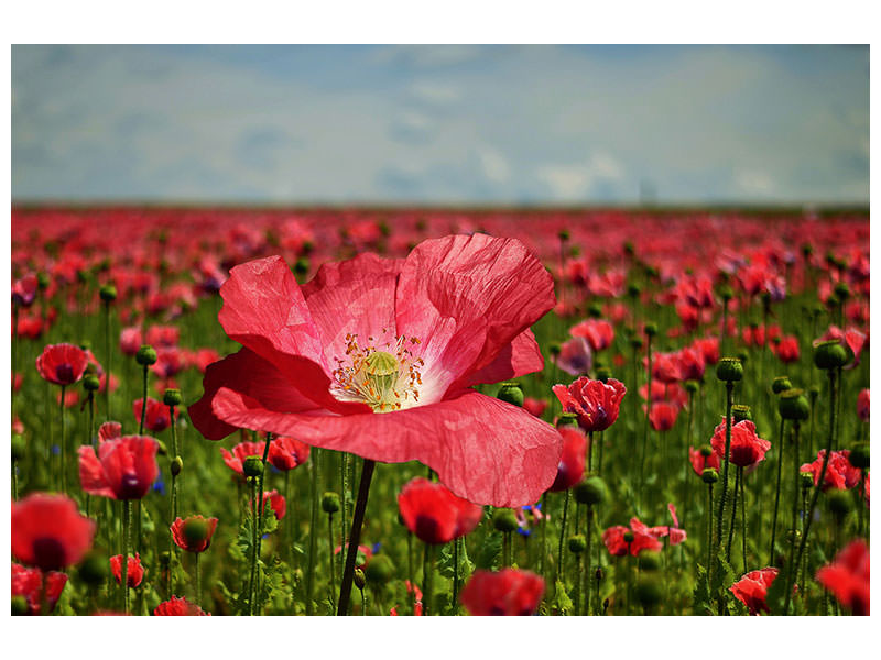 canvas-print-the-lush-poppy-field