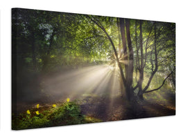 canvas-print-the-morning-light-x