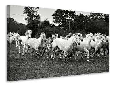 canvas-print-the-mustang-herd