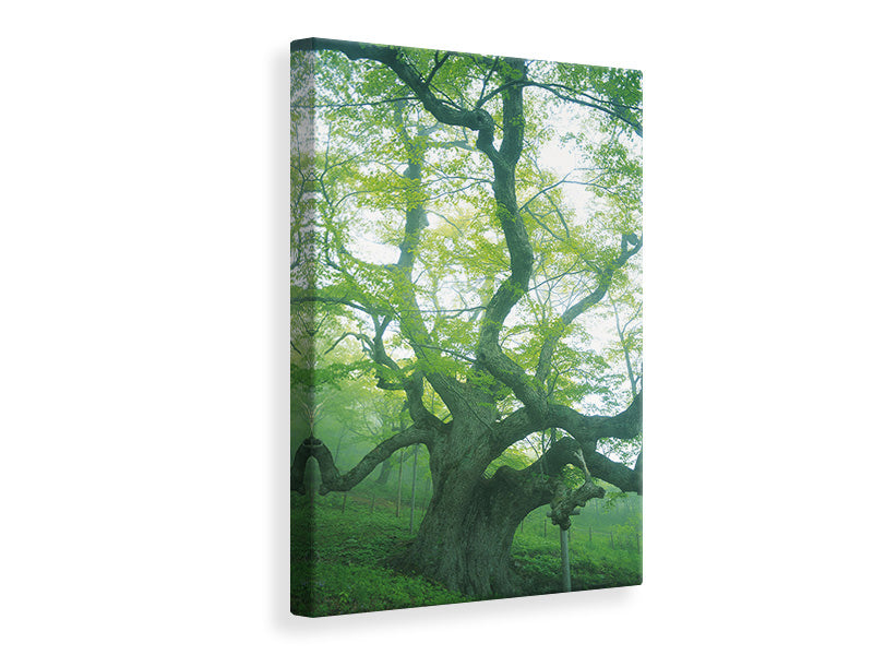 canvas-print-the-old-tree