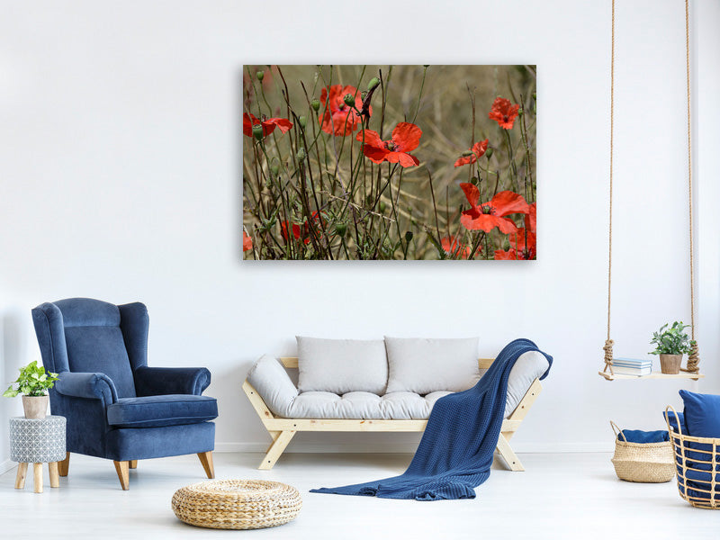 canvas-print-the-poppy-in-nature