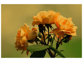 canvas-print-the-roses-in-nature