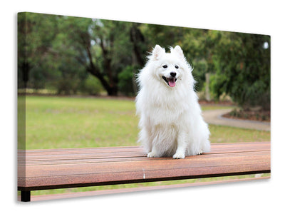 canvas-print-the-spitz-as-a-young-dog