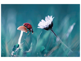 canvas-print-the-story-of-the-lady-bug