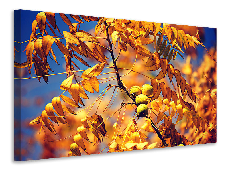 canvas-print-the-walnut-xl