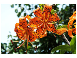 canvas-print-the-wild-tiger-lilies