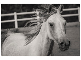 canvas-print-there-is-a-horse