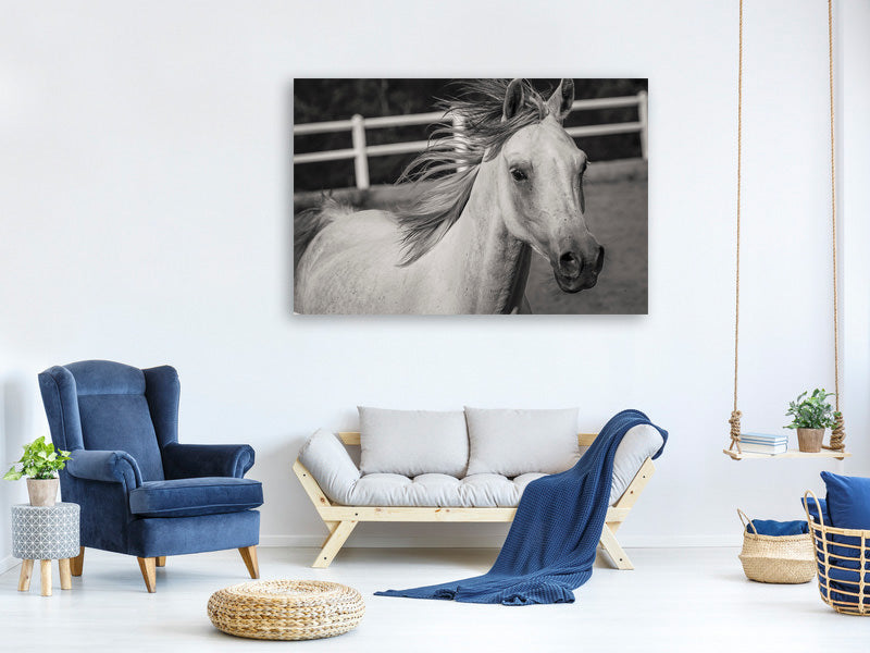 canvas-print-there-is-a-horse