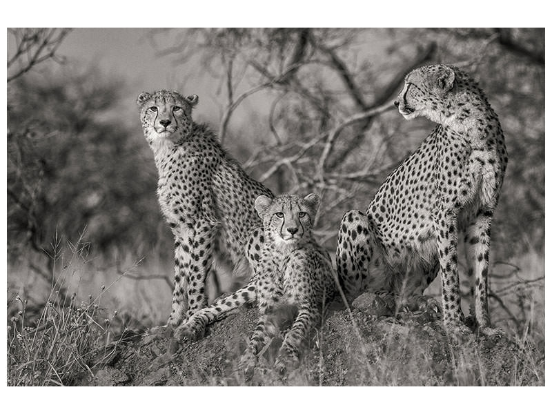 canvas-print-three-cats