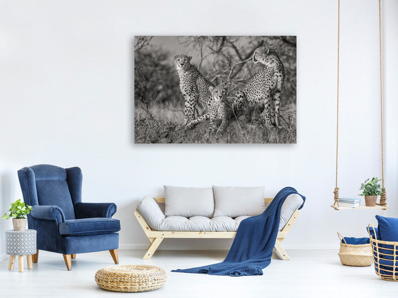 canvas-print-three-cats