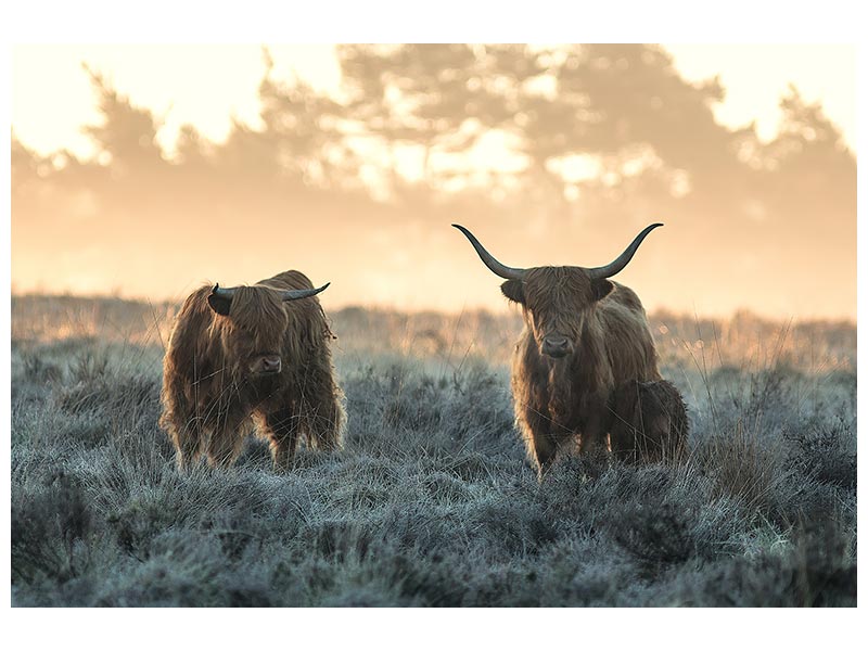 canvas-print-three-highlanders-x