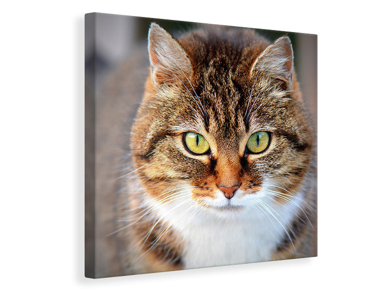 canvas-print-tiger-cat