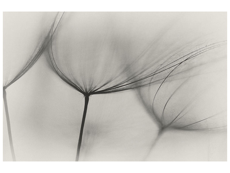 canvas-print-tragopogon